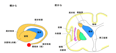 大脳基底核の図