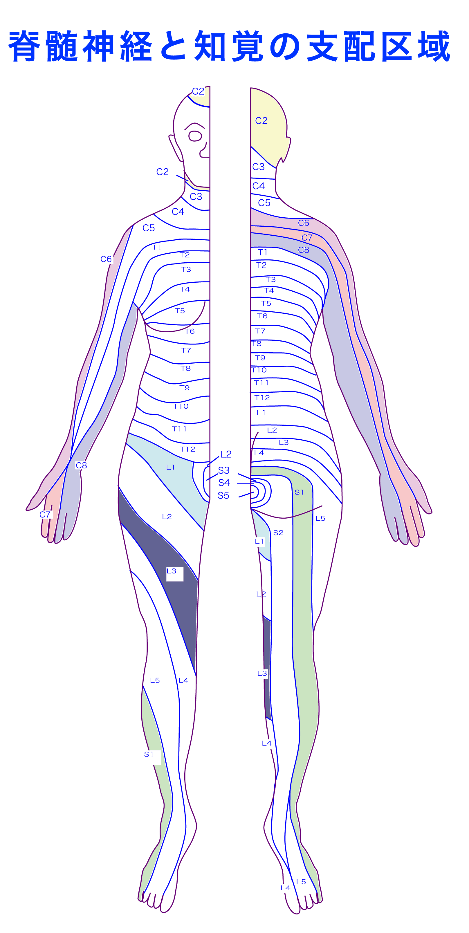 脊髄神経の図